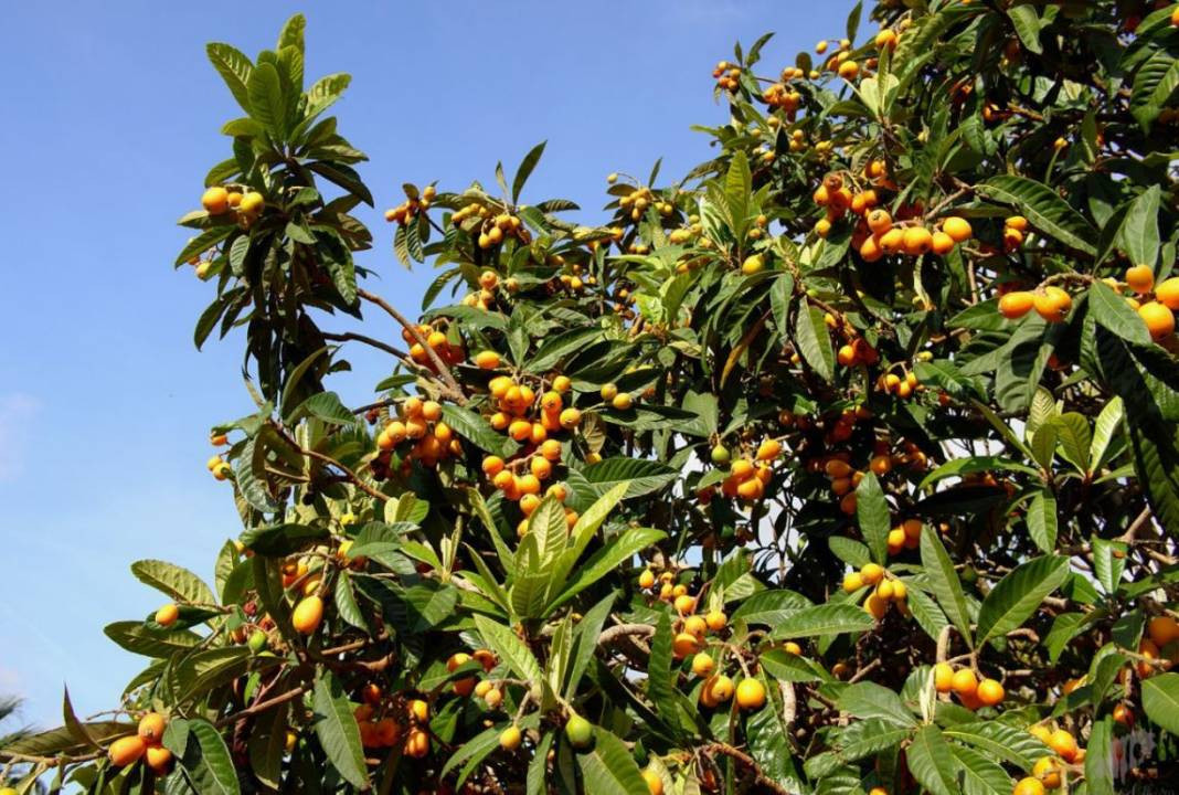 Çekirdeği bile şifa oluyor kanseri de durduruyor. Hasadı erken başladı tarlada kilosu 10 TL - Resim: 2